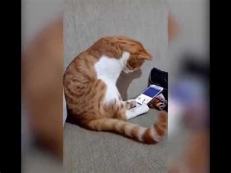 r/2meirl4meirl on Reddit: Cat sees his deceased owner in a video